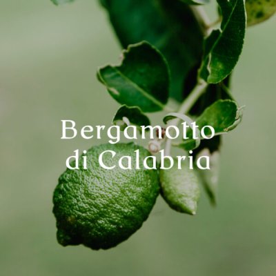 Bergamotto Di Calabria Kropp och Hand tvål 500 ml